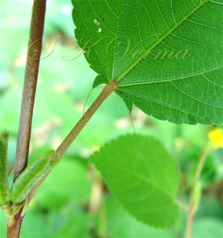  Leaf with two deflexed tails